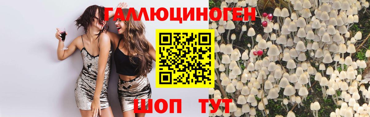 Галлюциногенные грибы Psilocybine cubensis Всеволожск